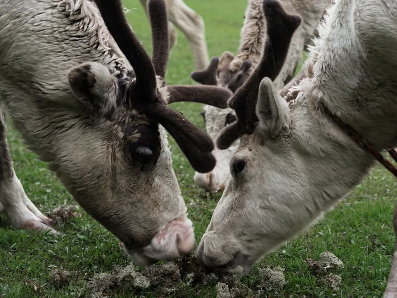 Rennes broutant en été dans une ferme de Laponie finlandaise